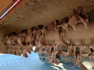 Used , CANYCOM CG431 GRASS CUTTER